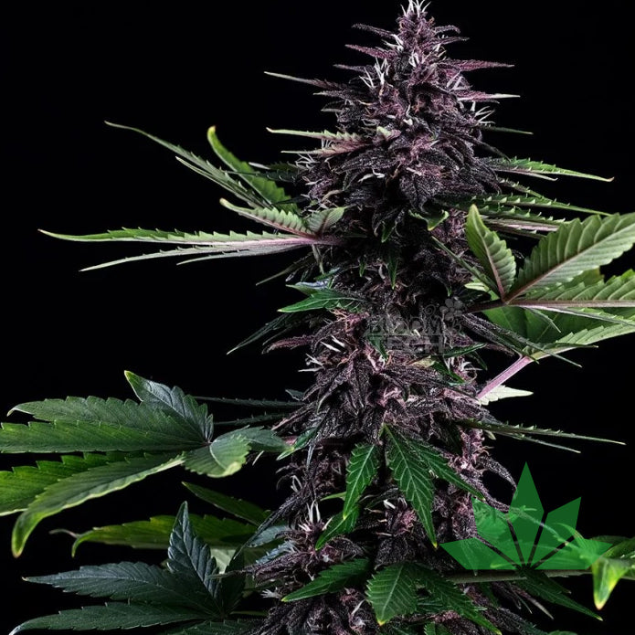 Kannabia Swiss Dream Rose Auto CBD Fem. 3St.