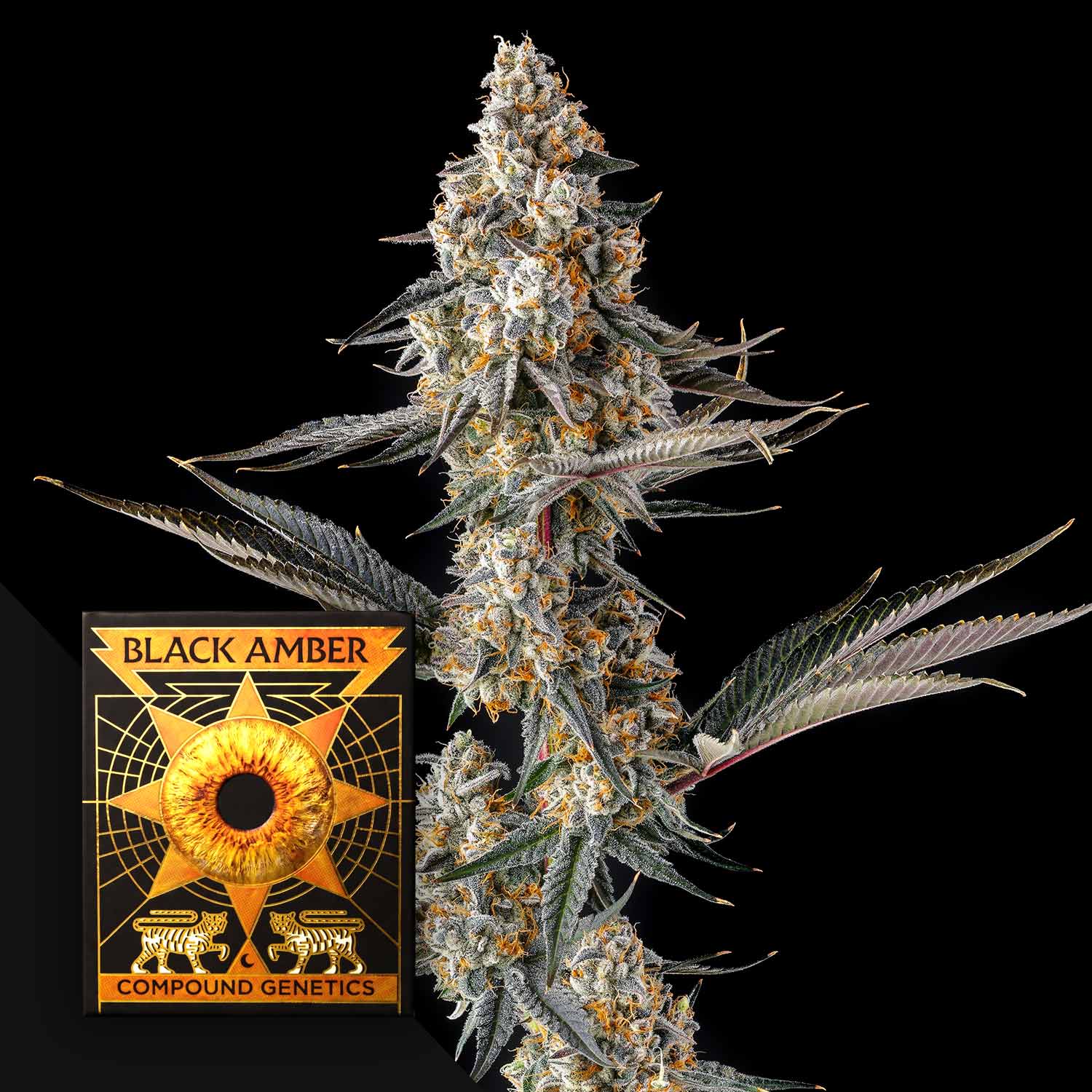 La Llorona (3 Samen | Feminisiert) - Compound Genetics
