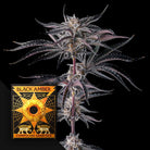Nakamarra (3 Samen | Feminisiert) - Compound Genetics