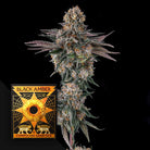 Orange Moon (3 Samen | Feminisiert) - Compound Genetics