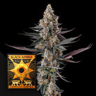 Shake Back (3 Samen | Feminisiert) - Compound Genetics