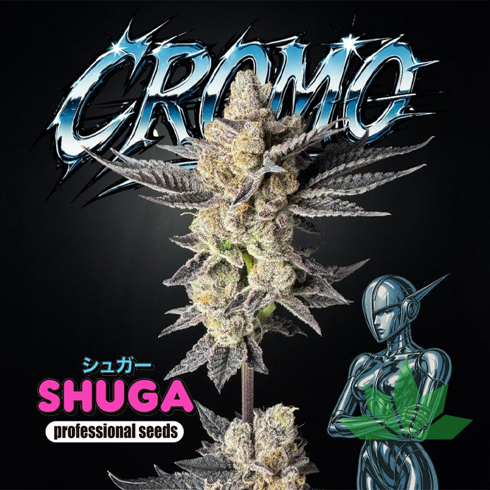 CROMO – Shuga Seeds 5 Stk. Fem.