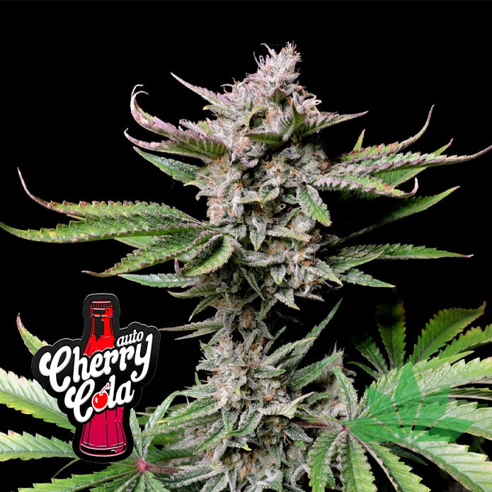 Fast Buds Chery Cola - Automatic Fem 3St.