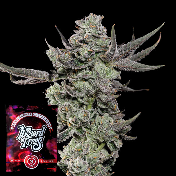 Wizard Trees - Cali Tings Femi. 3.Stk
