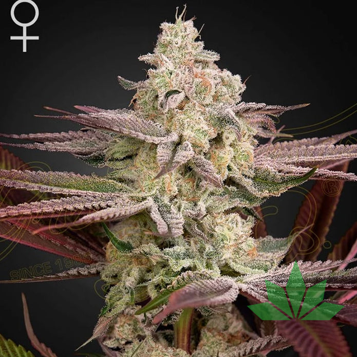 Green House Seed - Chemical Bride  - 3 Seeds Fem.