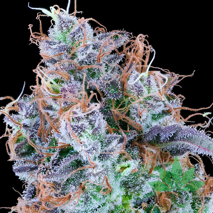 GROUNDED GENETICS -  Chemikaze  7Stk. Fem.