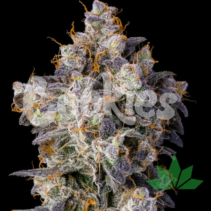 Cookies - CHERRY ZELATO - Feminized 3 Seeds – Ansicht 2