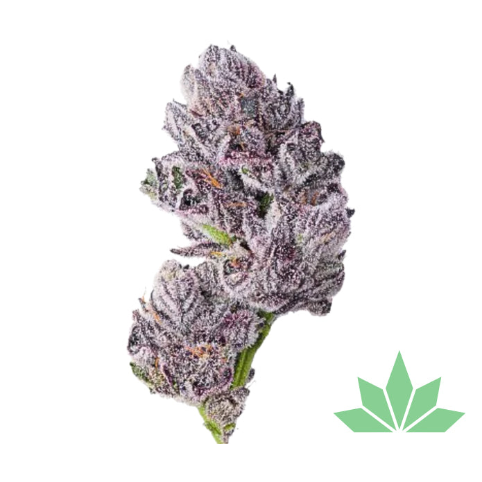Growers Choice - ICED SANGRIA TRIPLOID FEM 3ST.