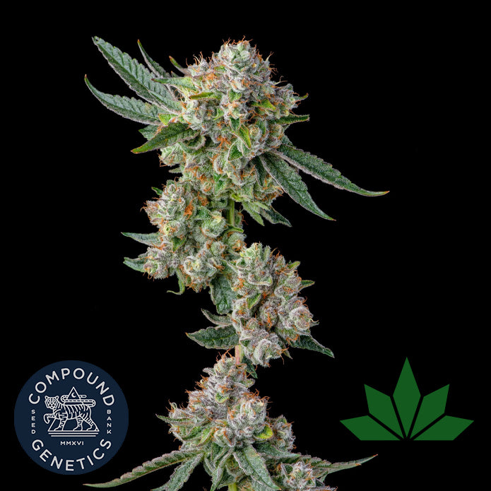 Compound Genetics - GLUE 31 - Feminized 3 Stk.
