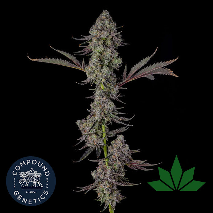 Compound Genetics - MR. JONES - Feminized 3 Stk – Bonorum CBD