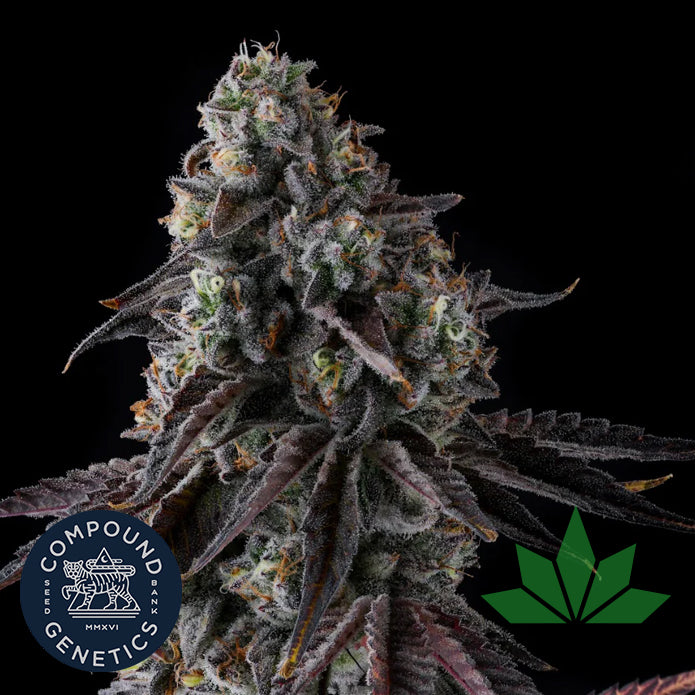 Compound Genetics - FRUIT RIOT - Feminized 3 Stk