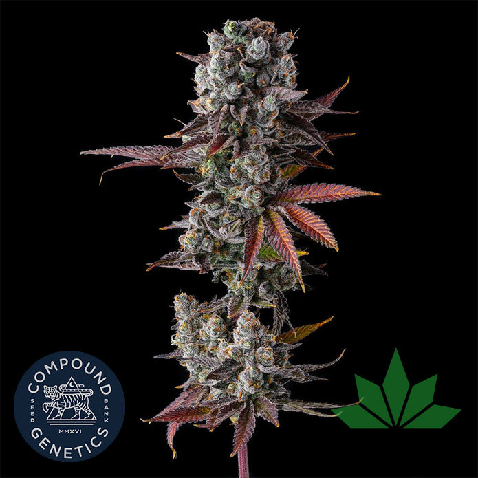 Compound Genetics - HAWAIIAN SKUNKIST - Feminized 3 Stk
