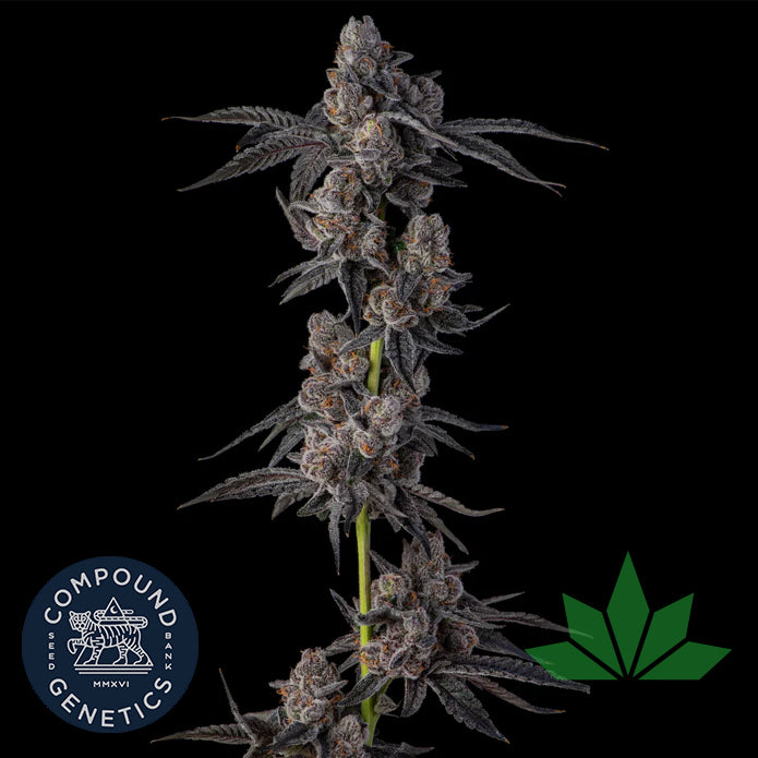 Compound Genetics - MELLOWZ - Feminized 3 Stk