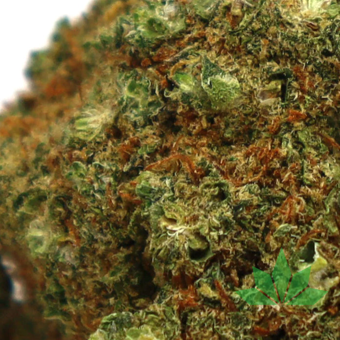 Tequila Sunrise CBD - COOKIES Blüten – Ansicht 2