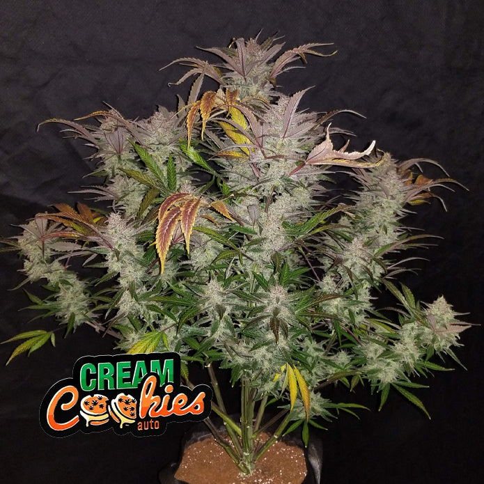 Cream Cookies Auto - Automatic Fem 3St.
