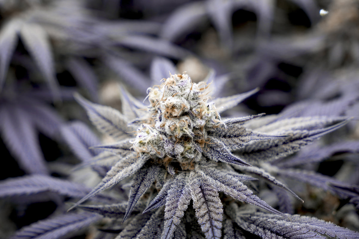 Permanent Marker – Feminisierte Cannabis Samen 3 Seeds (Biscotti Sherb BX x Jealousy) – Ansicht 2