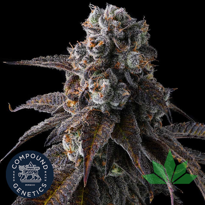 Compound Genetics - DULCE DREAMS - Feminized 3 Stk.