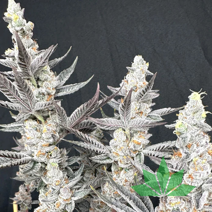 Diamond Daggers – Solfire Seeds | FEM. 6