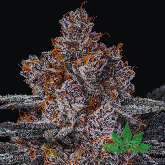 Dankberry – Anesia Seeds | FEM. 3