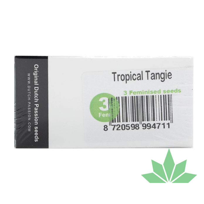 Dutch Passion - Tropical Tangie - Feminisiert - 3