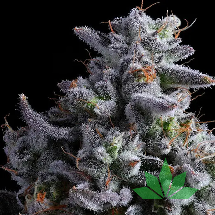 Elementz – Anesia Seeds | FEM. 3