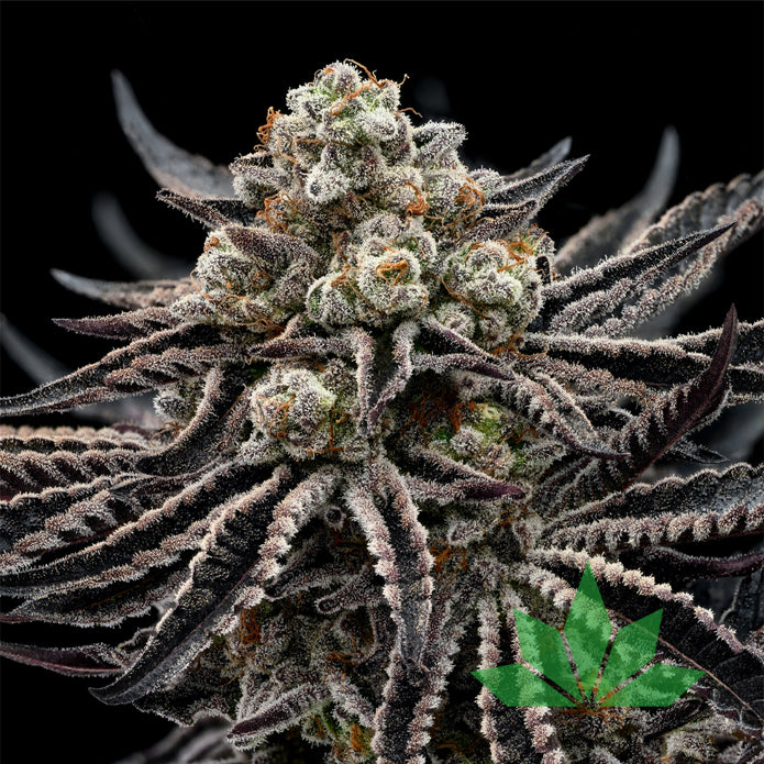 Epic Buzz – Anesia Seeds | FEM. 3