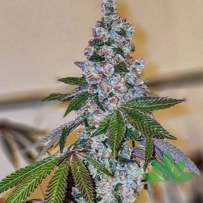 Ethos Cherry Pie OG S1 Fem 5St.
