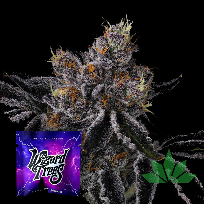 Wizard Trees - Fiestaz Femi. 3.Stk