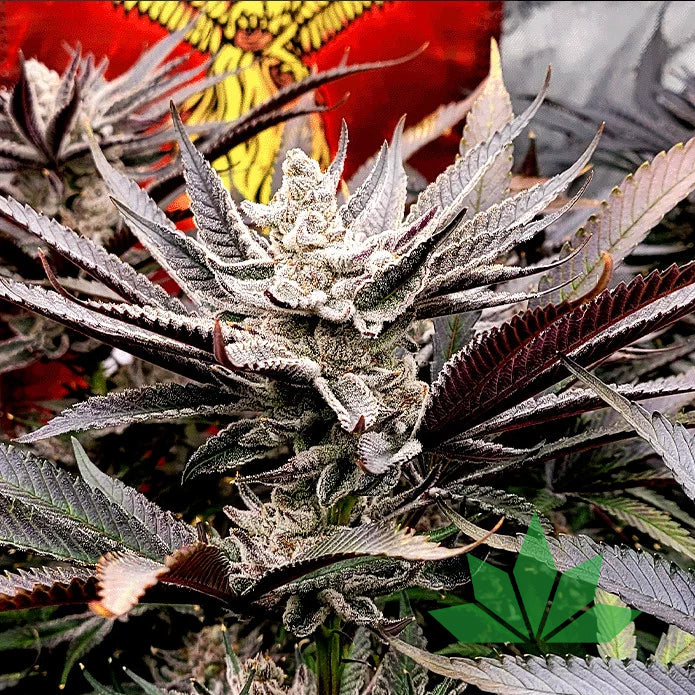 F × 3 – Solfire Seeds | FEM. 6