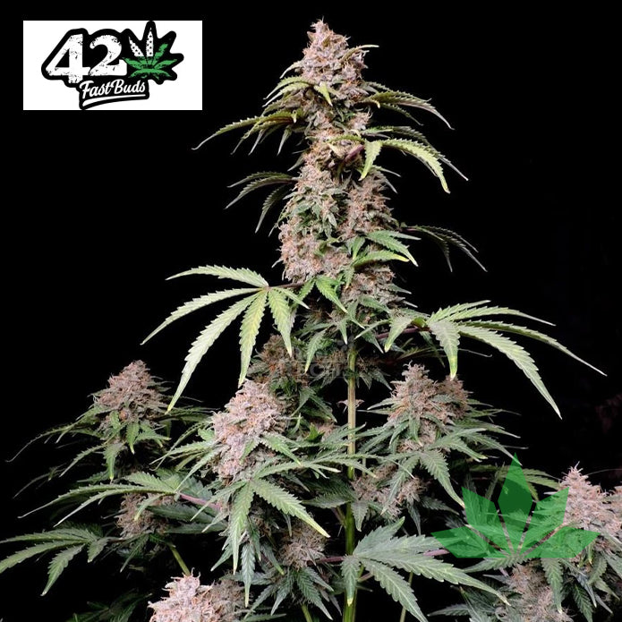 Fast Buds Amnesia Zkittlez - Automatic Fem. 3St