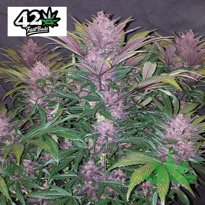 Fast Buds Blackberry - Automatic Fem 3St.