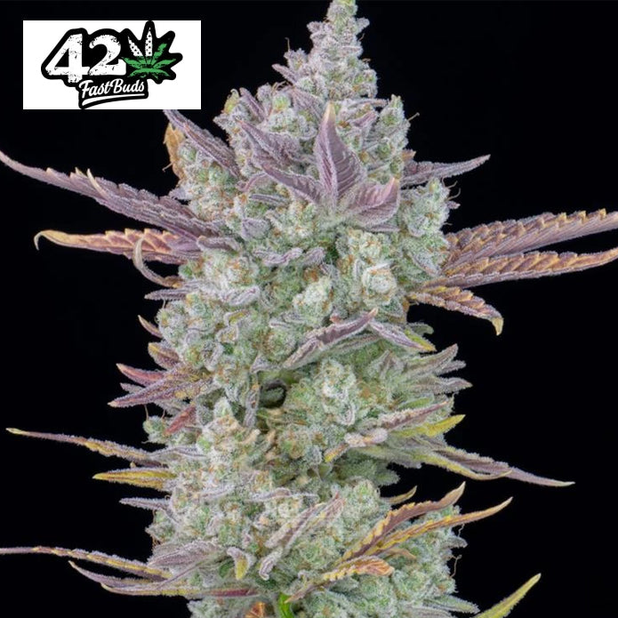 Fast Buds Gorilla Cookies - Automatic Fem 3St.