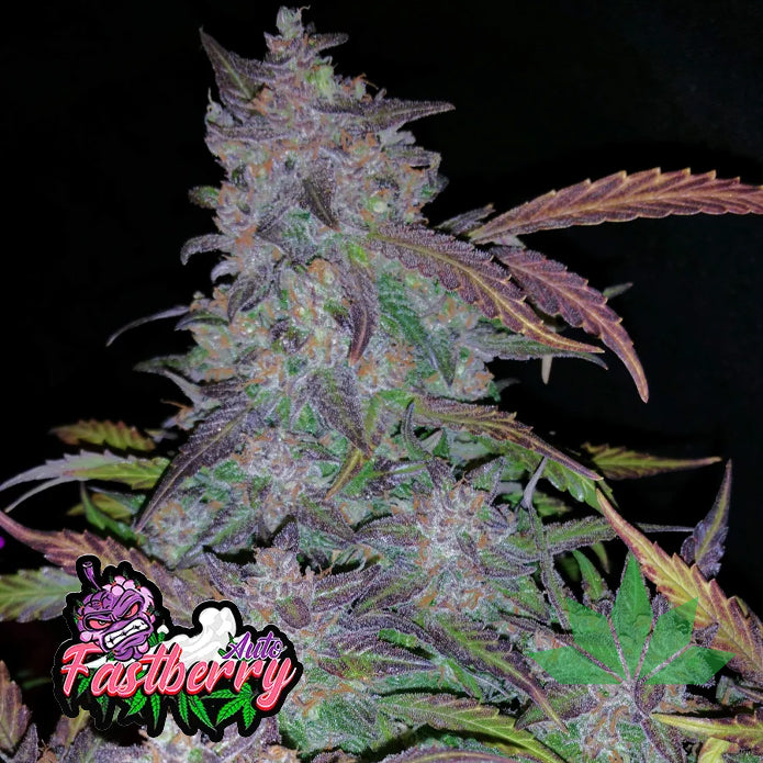 Fast Berry - Automatic Fem 3St.