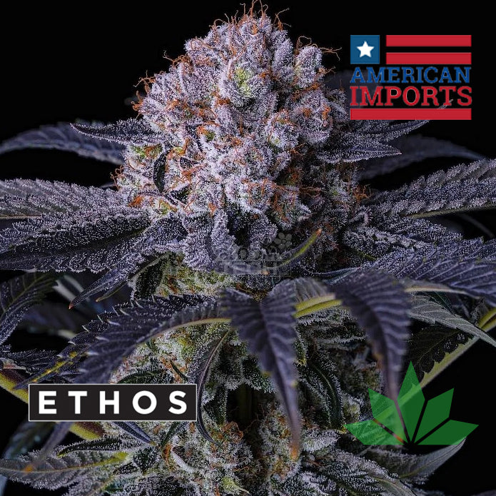 Ethos Grape Balls of Fire RBX Fem 5St.