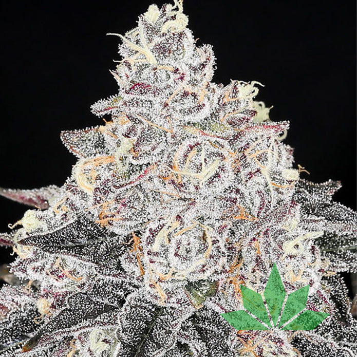 Frozen Black Cherry – Anesia Seeds | FEM. 3