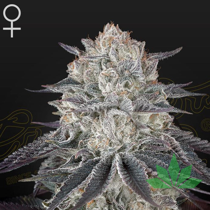 Green House Seed - Full! Gas - 3 Seeds Fem.