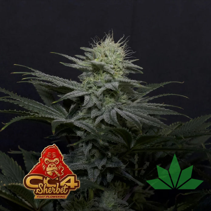 GG4 Sherbet FF  - Fem 3St.
