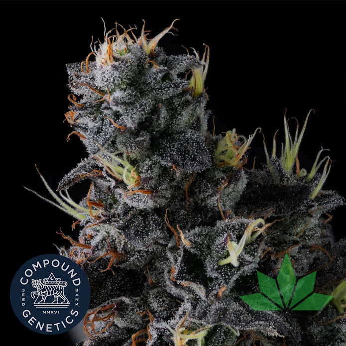 Compound Genetics - GIGGIN' GRAPES - Feminized 3 Stk.