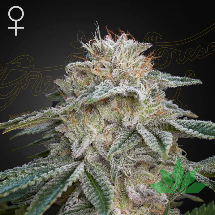 Green House Seed - Super Lemon x GMO  - 3 Seeds Fem.