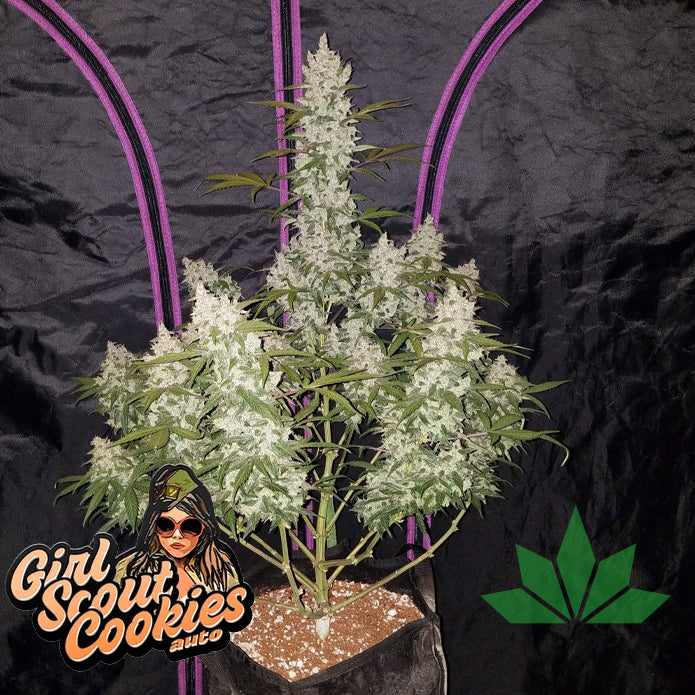 Fast Buds Girl Scout Cookies - Automatic Fem 3St.