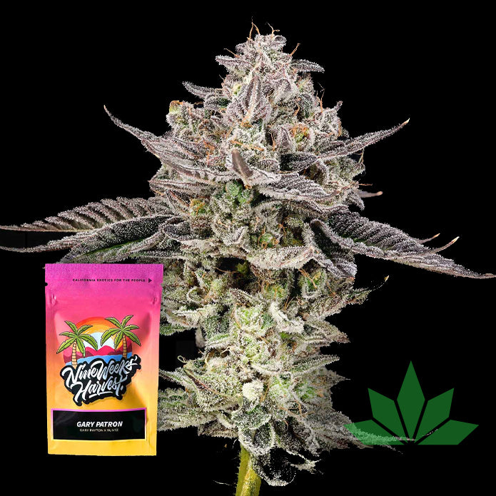 Nine Weeks Harvest - Gary Patron - Feminized - 6 Seeds