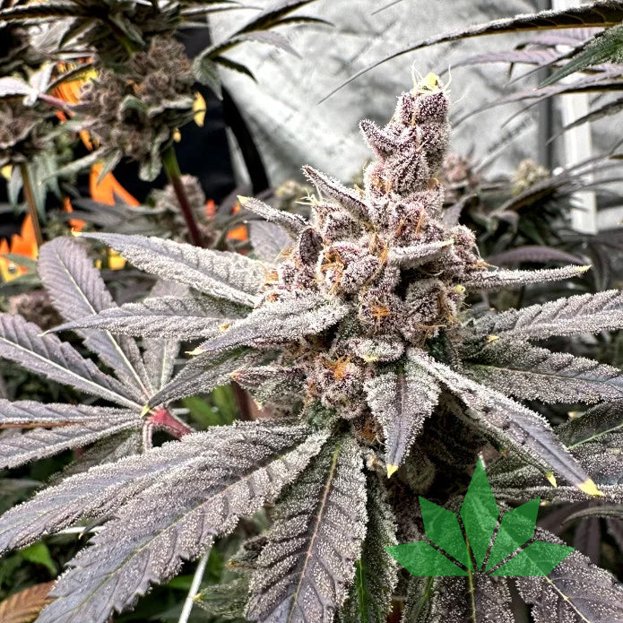 Gasserole – Solfire Seeds | FEM. 6