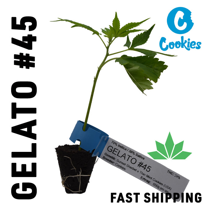 Gelato #45 ( Cookies Genetik ) Steckling - FAST SHIPPING