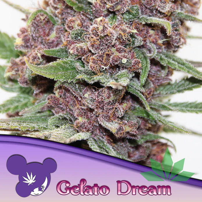 Anesia Gelato Dream Fem. 3St.