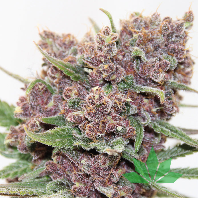 Gelato Dream – Anesia Seeds | FEM. 3