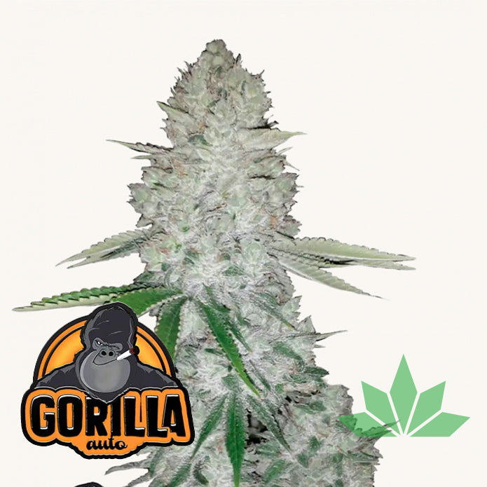 Fast Buds Gorilla Auto - Automatic Fem 3St.