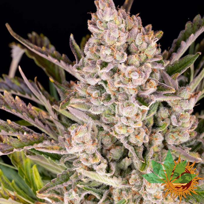 Gorilla Zkittlez Auto - Barneys Farm feminisiert 3er Pack