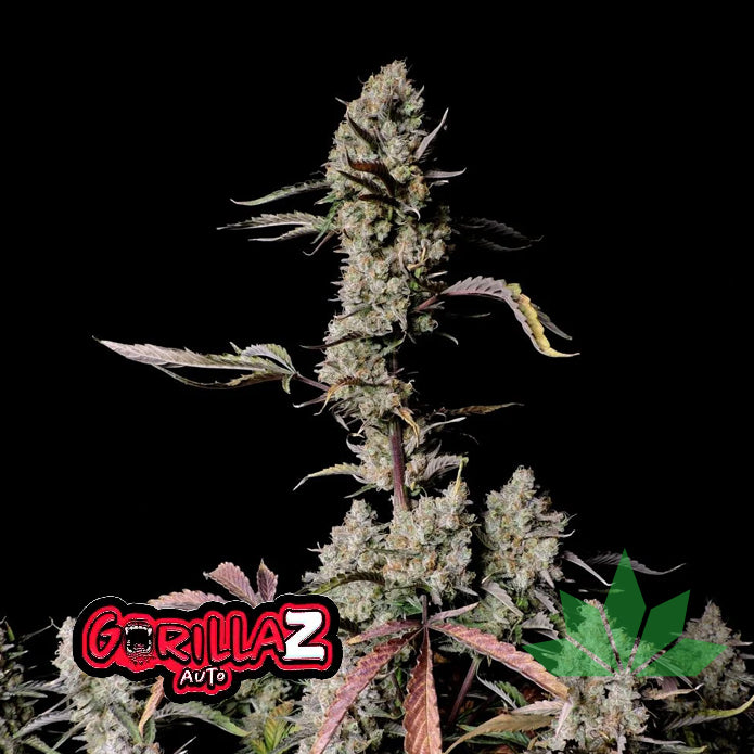 Gorilla Z   - Automatic Fem 3St.