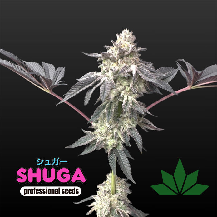 GUCCI BANG – Shuga Seeds 5 Stk. Fem