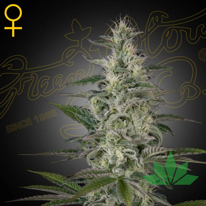 Green House Seed - Hawaiian Snow  - 3 Seeds Fem.